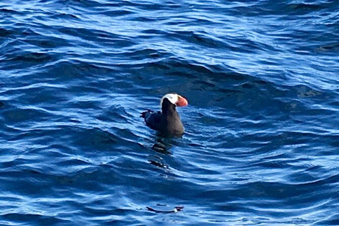private-charter-scenic-sea-bird-excursion-for-cruise-passengers