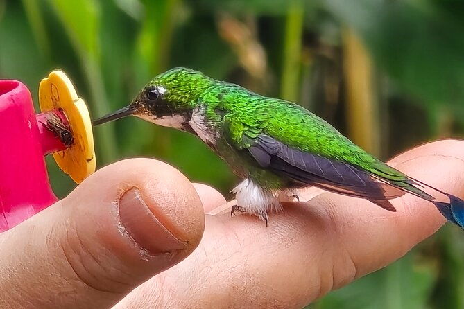 private-cloud-forest-hummingbird-feeders-and-quito-old-town-tour