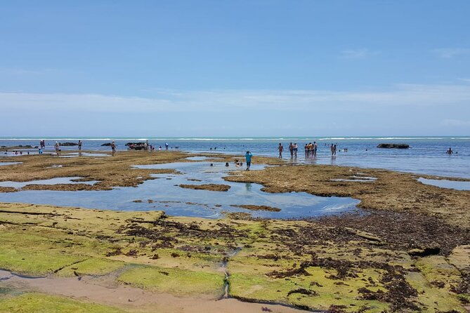 private-coconut-coast-praia-do-forte-tour-from-salvador