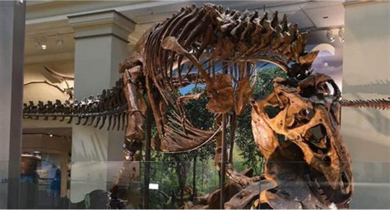 private-guided-tour-of-the-natural-history-museum
