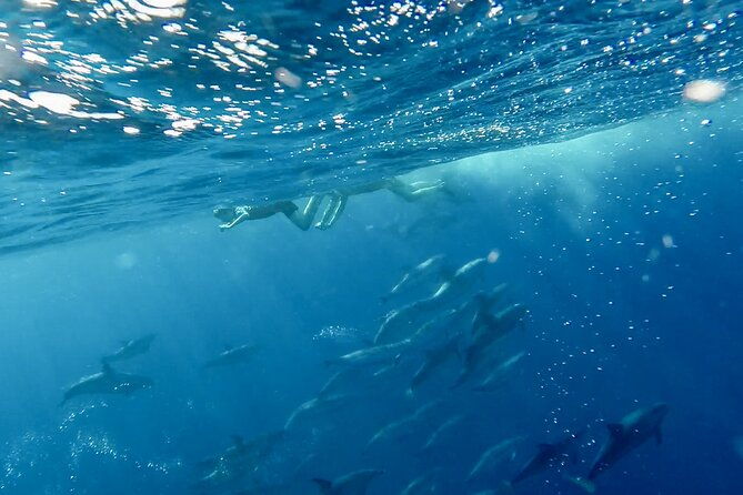 private-marine-wildlife-boat-tour