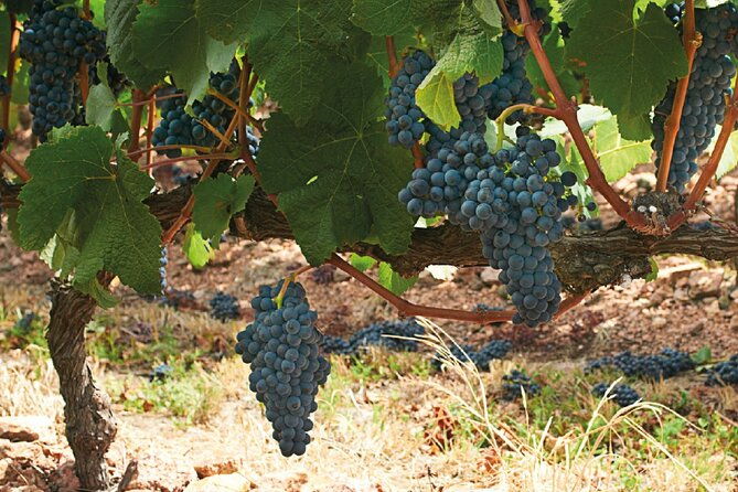 private-montevideo-wine-tasting-for-cruise-passengers