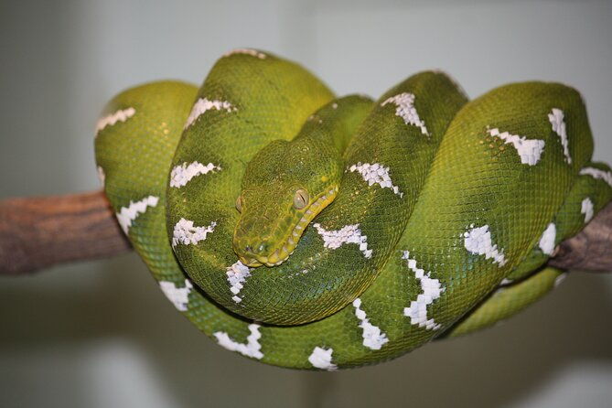 private-reptile-zoo-adventure-tour-with-guide-in-cartagena