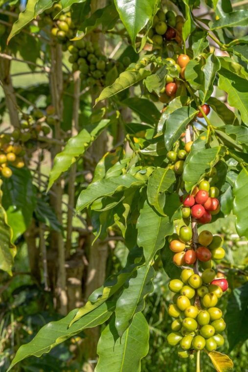 private-shore-excursion-kona-coffee-national-historic-park