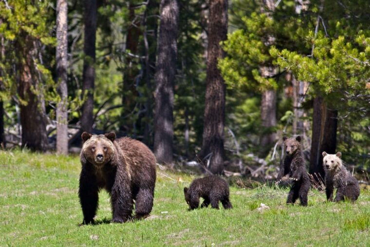 private-sunrise-tour-of-grand-teton-national-park