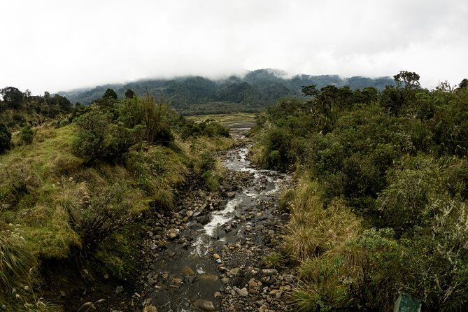 private-tour-deer-in-the-chingaza-paramo-and-suasie-trail