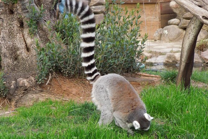 private-tour-of-sonoma-wild-safari-animal-park-and-sonoma-redwoods