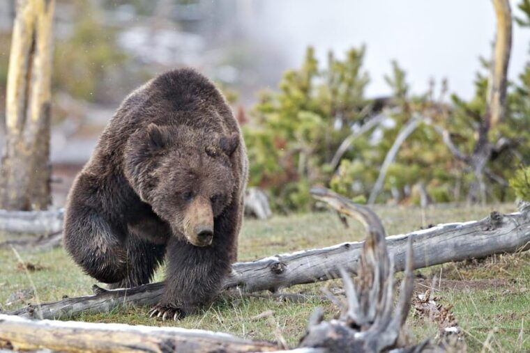 private-tour-of-yellowstone-national-park