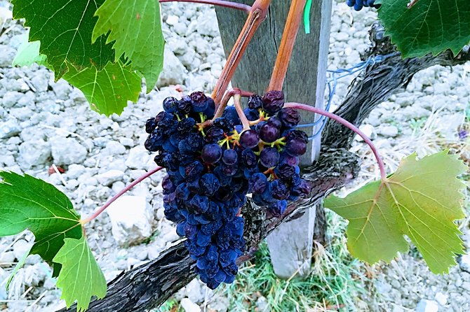 private-tour-savor-exquisite-wines-brunello-nobile-wine-tour