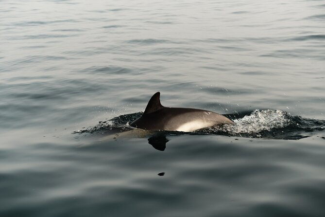 private-tour-with-dolphin-watching-in-algeciras-bay