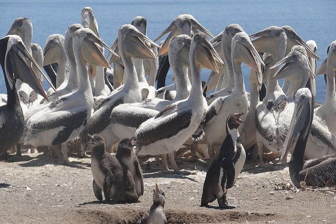 private-valparaiso-visit-penguins-island-horse-riding-picnic