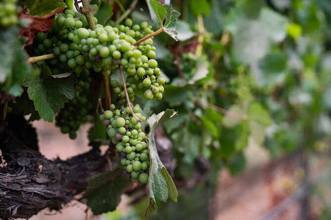 private-vineyard-tour-and-wine-tasting
