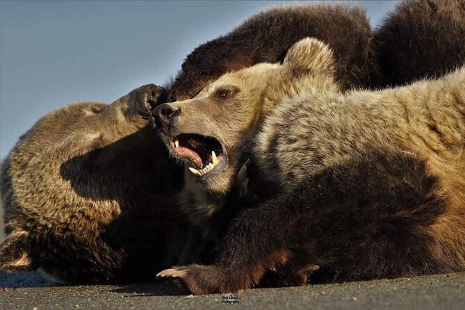 private-yellowstone-wildlife-and-photo-tours-west-yellowstone