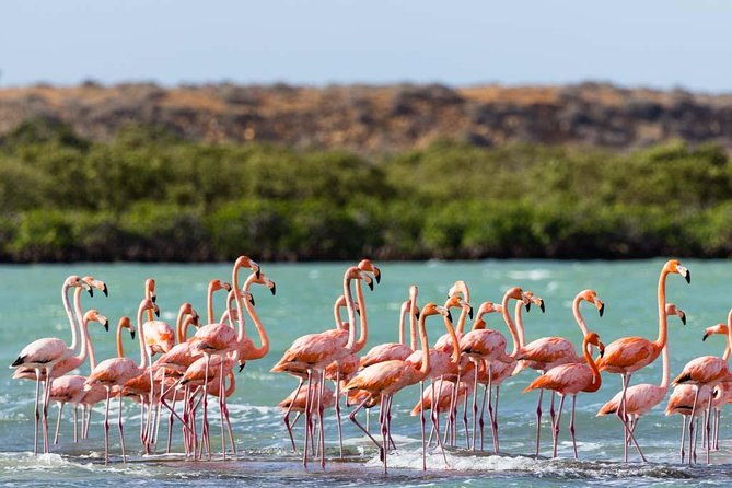 punta-gallina-guajira