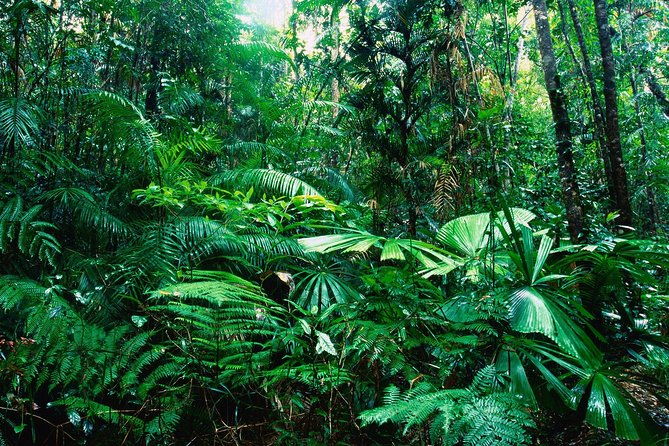 rain-forest-aerial-tram-private-tour-from-san-jose