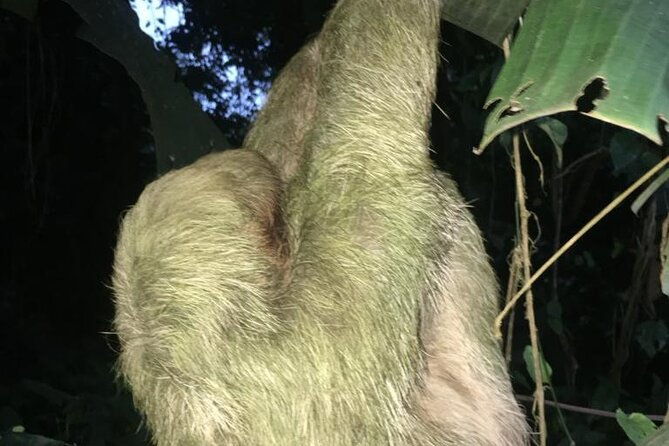 rainforest-night-tour-at-tapir-home-bijagua