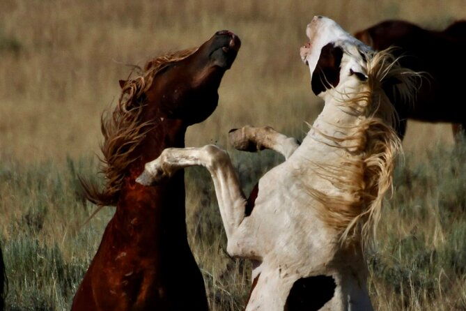 red-canyon-wild-mustang-safari-truck-tours-in-cody-wyoming