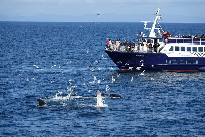 reykjavik-bay-arctic-rose-whale-watching-excursion