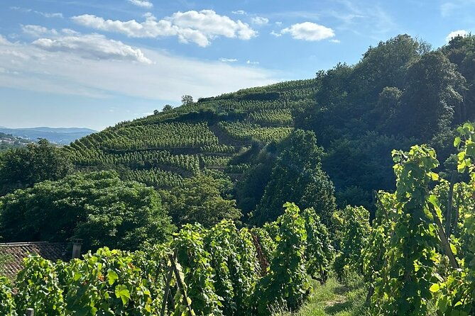 rhone-valley-wine-chocolate-tasting-private-day-tour-from-lyon