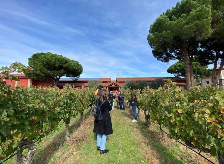 ribera-del-duero-2-winery-visits-and-transport-from-madrid-2