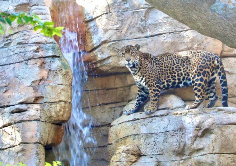 san-antonio-san-antonio-zoo-any-day-ticket