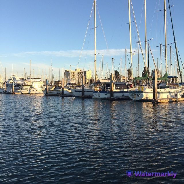 san-diego-half-day-marine-wildlife-tour-with-lunch-3