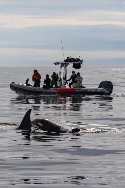 san-diego-whale-and-dolphin-watching-speedboat-tour