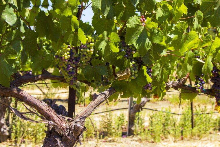 santa-barbara-wine-country-tour-with-lunch