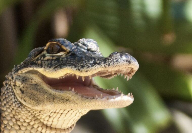 sawgrass-park-private-1-hour-airboat-adventure-tour