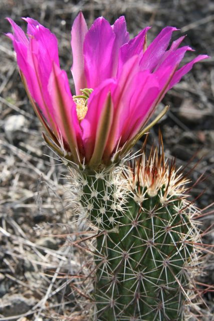 sedona-private-2-hour-colorado-plateau-scenic-jeep-tour-2