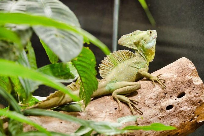 selvatura-park-herpetarium-tour-in-monteverde