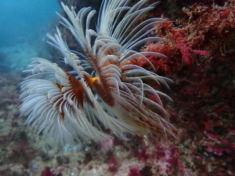 sesimbra-arrabida-marine-reserve-scuba-diving-experience