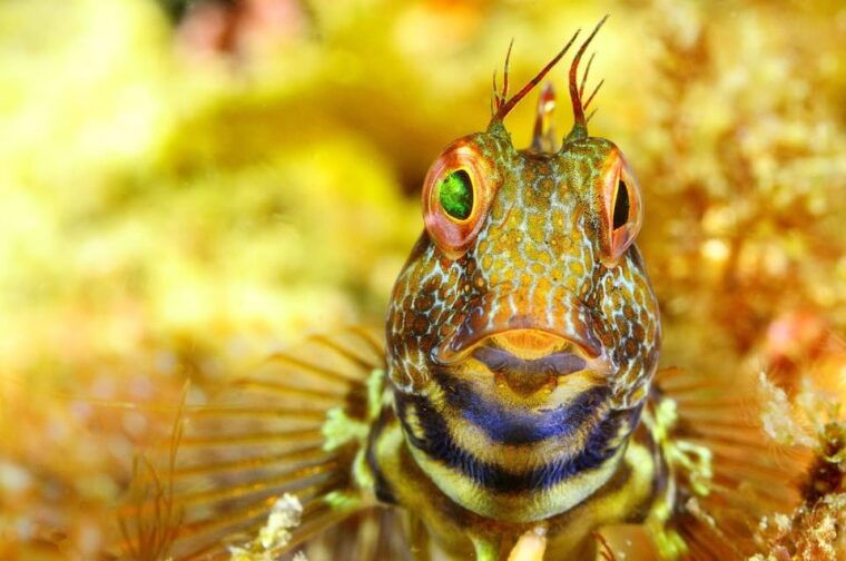 sesimbra-scuba-diving-experience-for-beginners