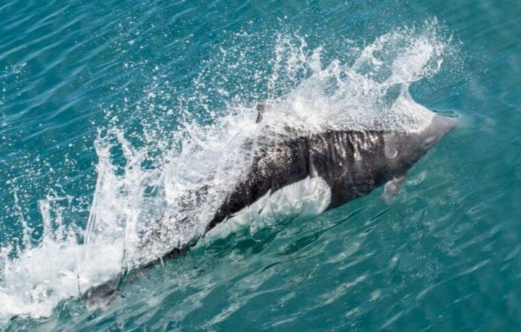 seward-spring-wildlife-guided-cruise