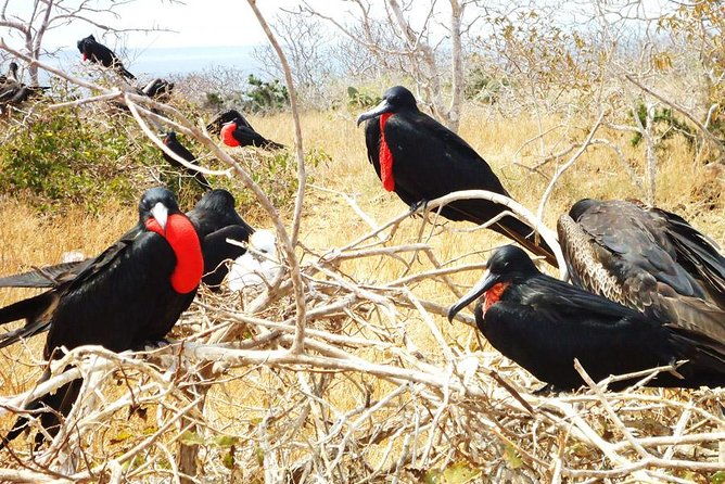 seymour-north-island-las-bachas-full-day-tour
