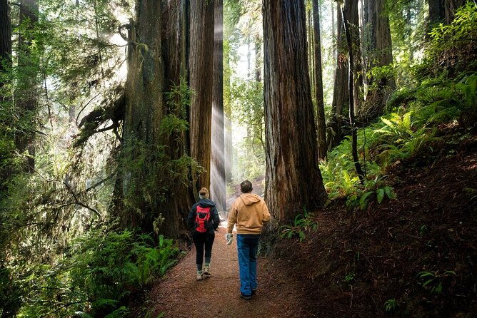 shaka-guide-redwood-national-park-audio-tour-guide