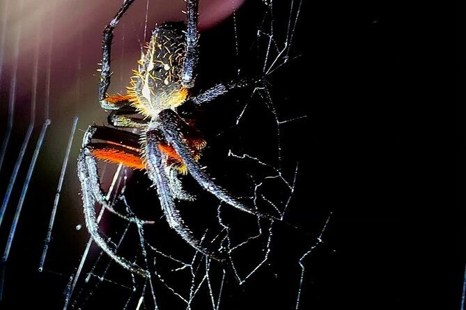 shared-night-tour-forest-experience-in-manuel-antonio