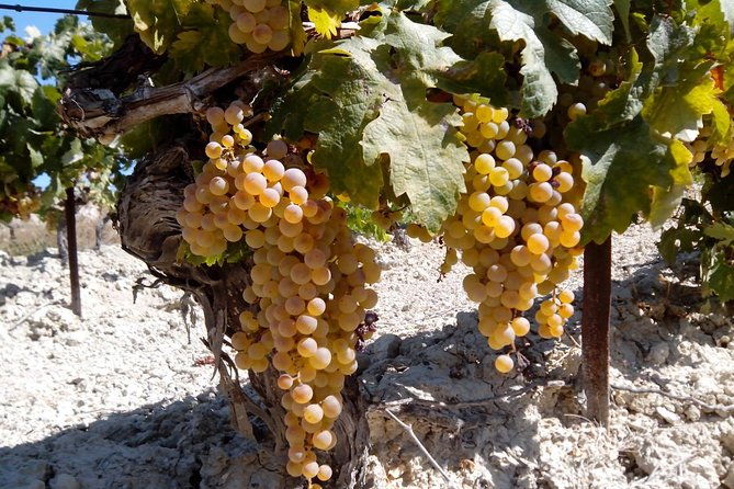 sherry-experience-in-the-vineyard