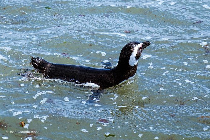 shore-excursion-punta-tombo-penguin-reserve-from-puerto-madryn