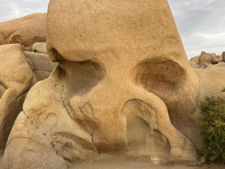 sightseeing-adventure-tour-of-joshua-tree-park-max-10