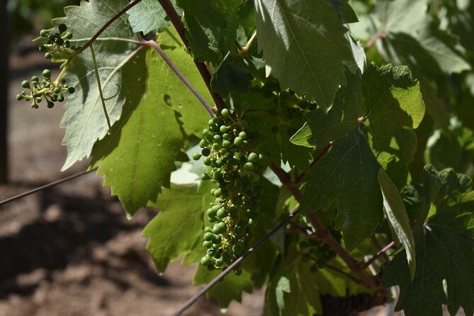 sonoma-and-napa-wine-tour-private-tours-8-to-10-hours-max-14-pax