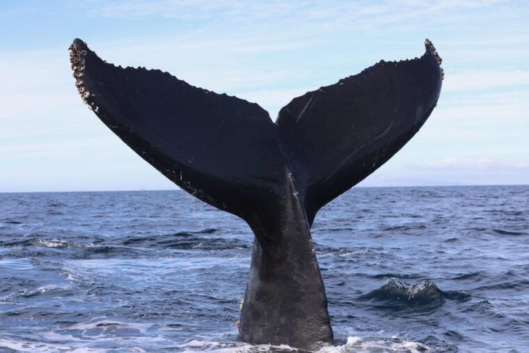 superior-2hr-private-whale-dolphin-watching-newport-beach