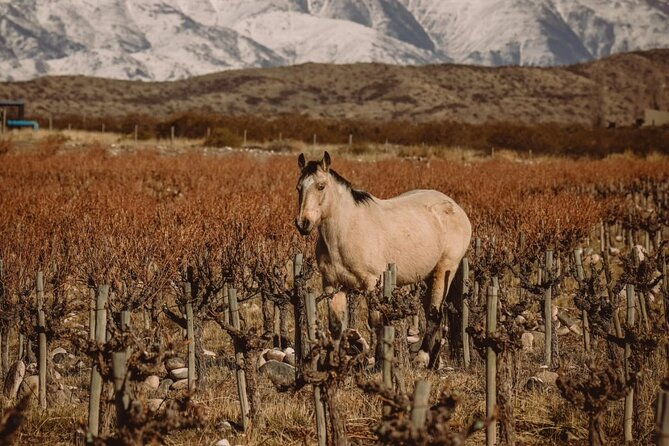 taste-routes-wines-and-oils-of-mendoza