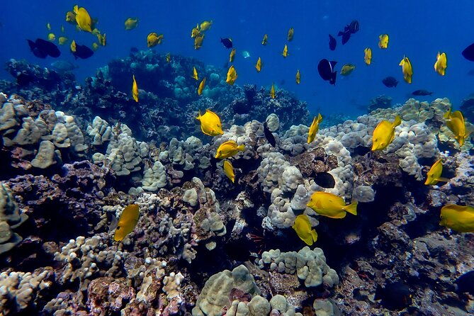 turtle-town-beach-snorkel