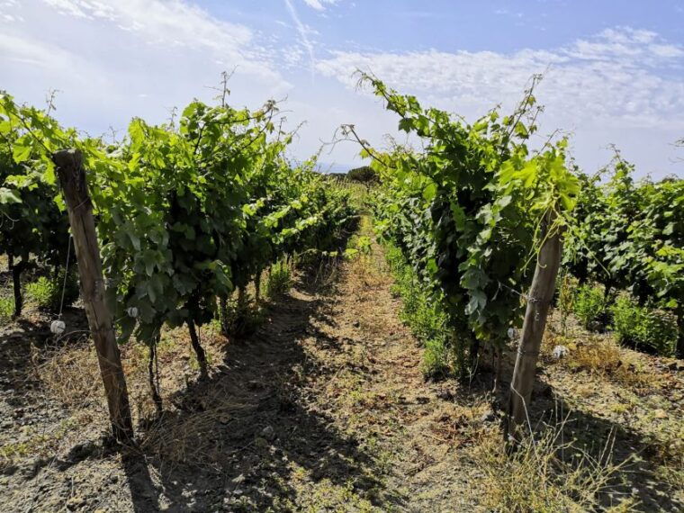 tuscany-ripalte-design-winery-wine-and-cheese-tasting-tour