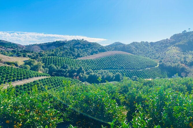 u-pick-tangerine-and-lemon-picking-at-sunmist-tangerine-farm