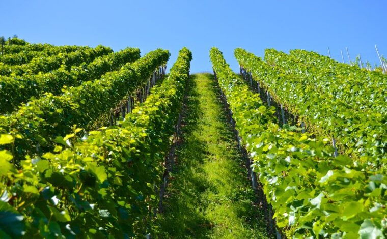 vinho-verde-full-day-premium-wine-tour