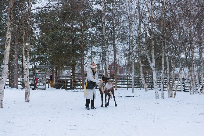 visit-the-sami-and-reindeer-in-a-day-trip-from-abisko