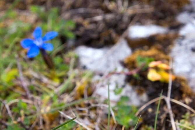 walking-in-the-burren-with-perfumery-visit-clare-guided-3-hours