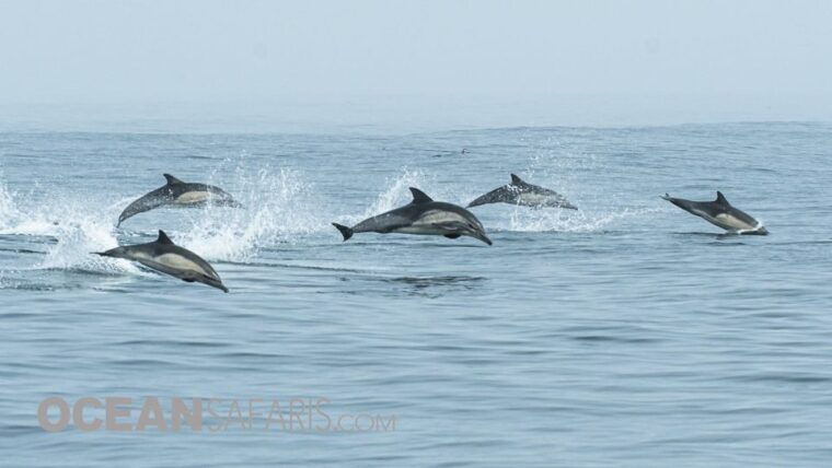 whale-and-wildlife-watching-private-and-semi-private-tours
